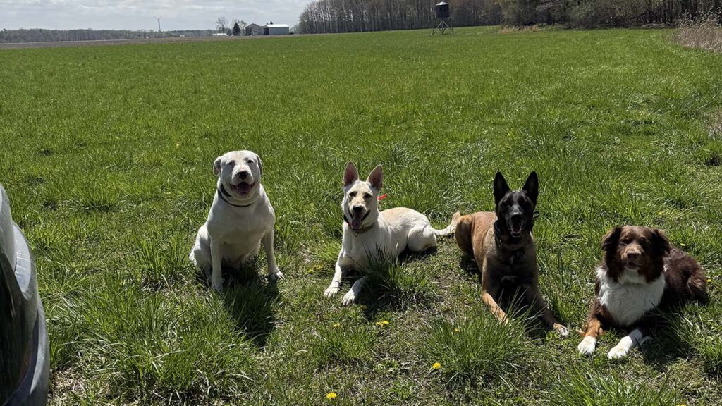 Riverside Canine resident pups - Freya, Rogan, Eviie, and Archie.